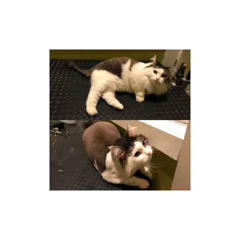 Groomed pet at Zulu