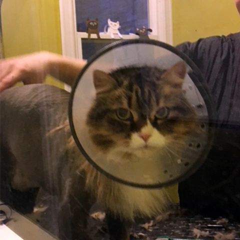Pet after grooming